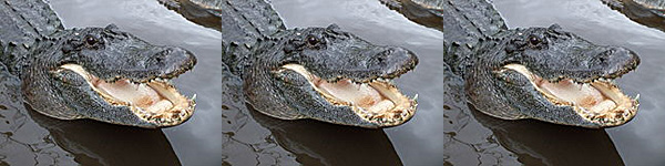 alligator rating